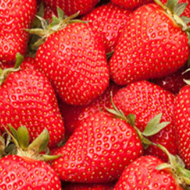 Fresas 'Gento'